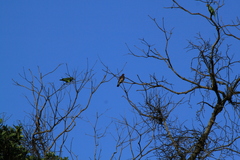 Patagioenas speciosa