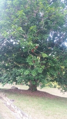 Maniltoa browneoides