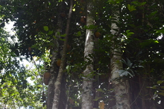 Artocarpus