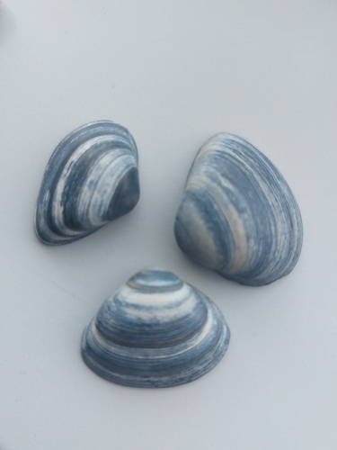 Cut Trough Shell, 2597 KL Haia, Países Baixos, photo 6 of 10