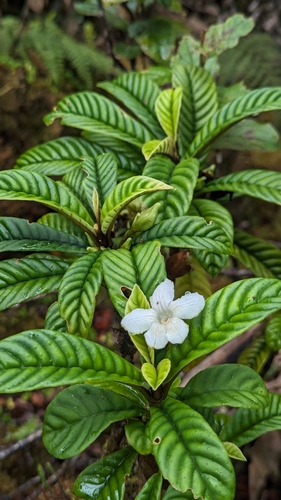 Cyrtandra longifolia
