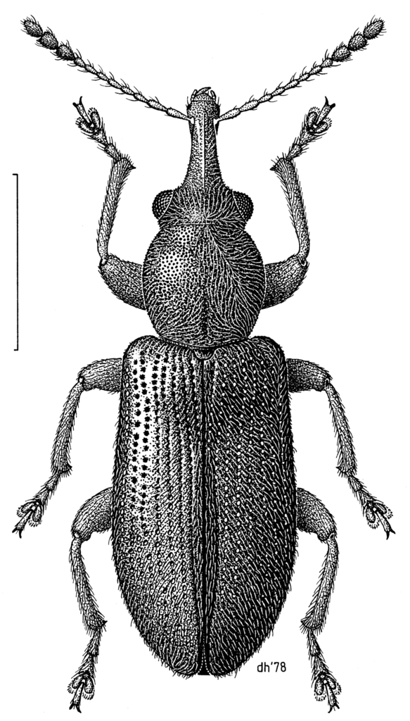 Rhinorhynchinae