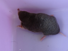 Eastern Mole photo 3