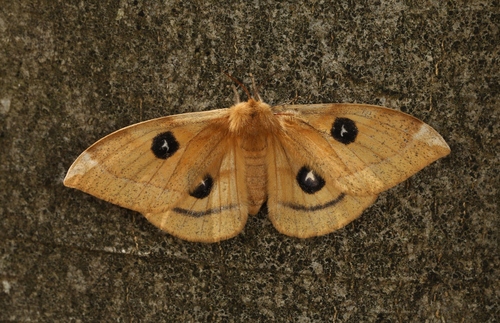 Aglia tau