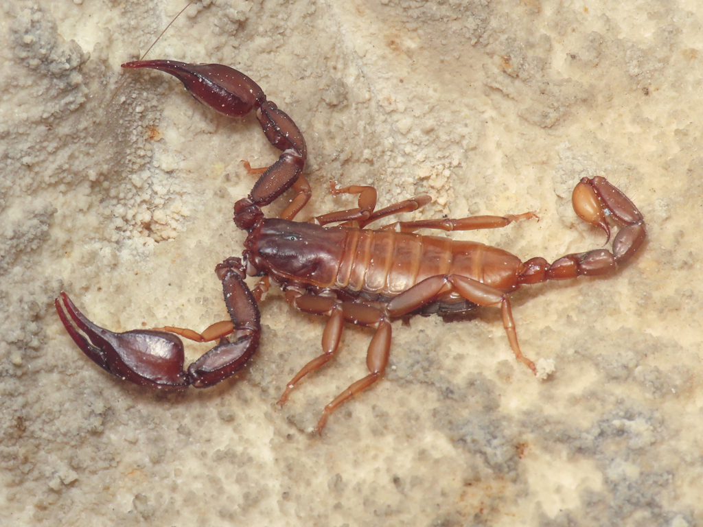 Euscorpius aquilejensis