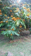 Saraca thaipingensis