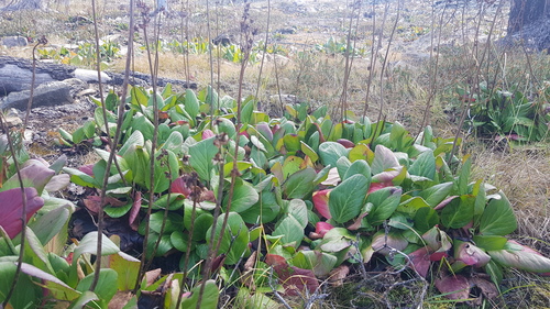 Bergenia crassifolia