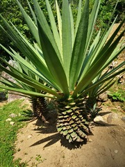 Agave fourcroydes