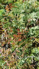 Spiraea alpina, photograph (c) Urgamal Magsar, some rights reserved (CC BY)