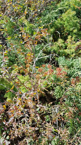 Spiraea alpina, photograph 3