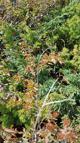 Spiraea alpina, photograph 4