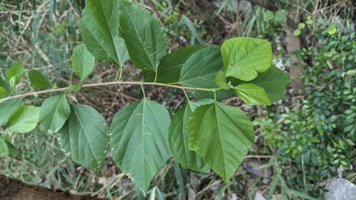 Grewia rhombifolia iNat (2)