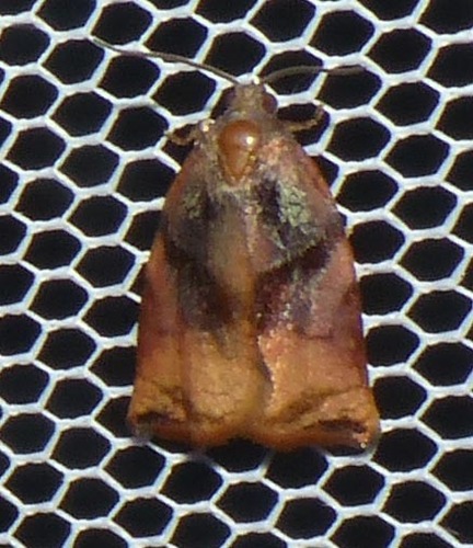 Archips podana