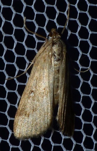 Parapoynx stratiotata