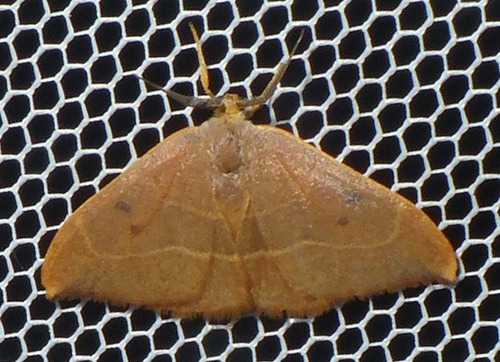 Watsonalla binaria
