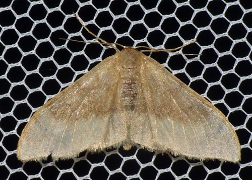 Idaea degeneraria
