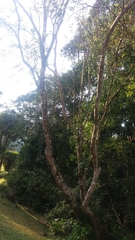 Arfeuillea arborescens