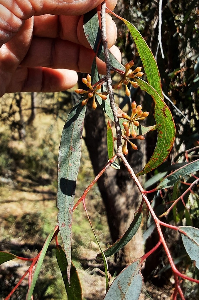 narrowleaf peppermint gum from Hassans Walls Reserve, Lithgow NSW 2790