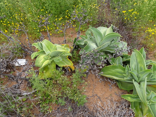 Mesembryanthemum barklyi