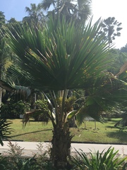 Pritchardia pacifica