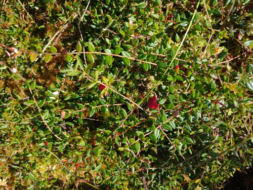 kľukva močiarna (Vaccinium oxycoccos)