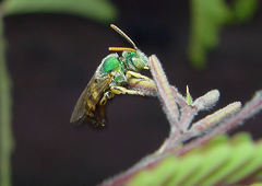 Agapostemon