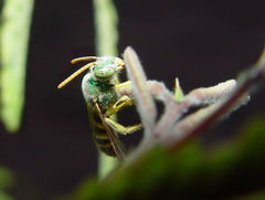 Agapostemon