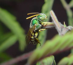 Agapostemon