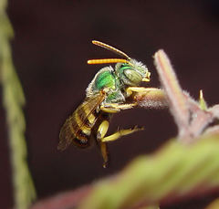 Agapostemon