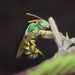 Agapostemon