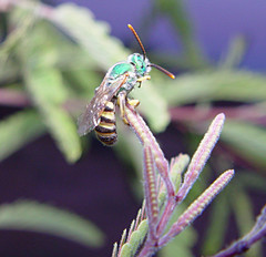 Agapostemon