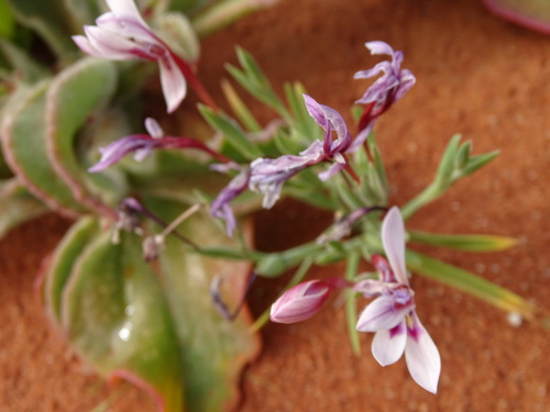 Lapeirousia macrospatha