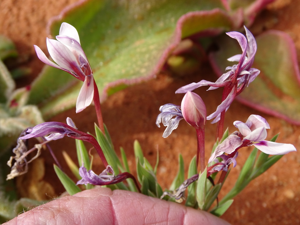 Lapeirousia macrospatha, Namakwa District Municipality, South Africa