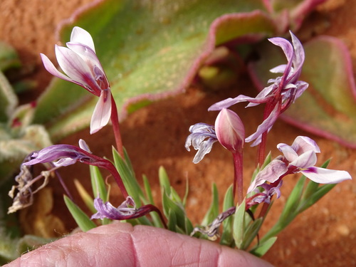 Lapeirousia macrospatha