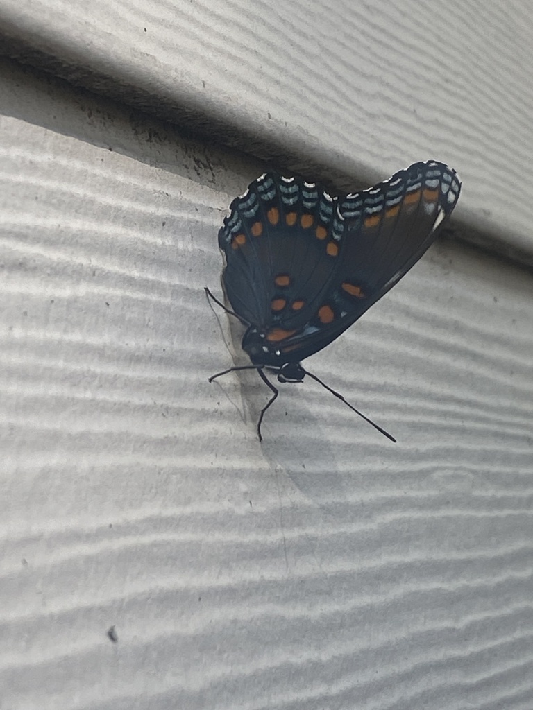 Redspotted Purple from Avon Rd, Narberth, PA, US on September 1, 2023