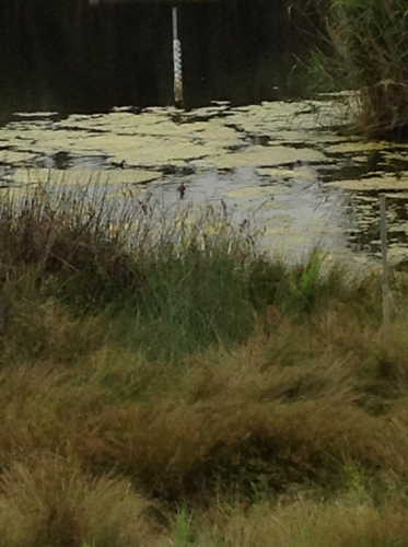 Rallidae