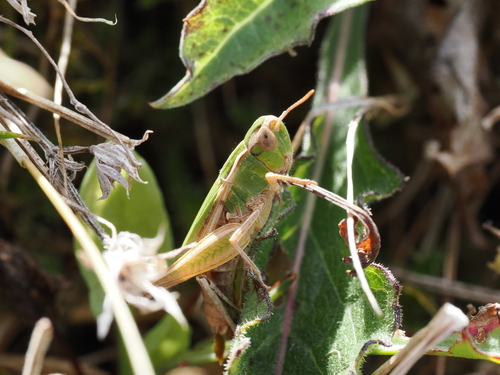 Pantel's Grasshopper