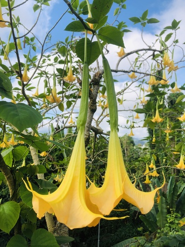Brugmansia aurea