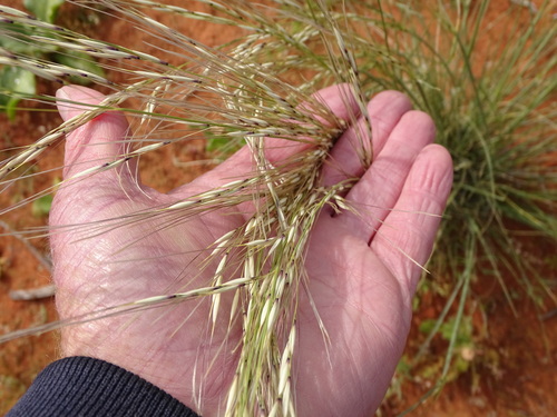 Image of Stipagrostis ciliata by (c) Shaun Swanepoel, some rights reserved (CC BY)