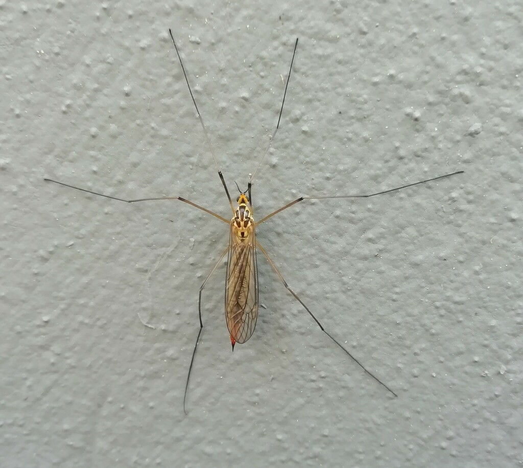 Tiger Crane Flies from Vacarisses, Barcelona (ES) on April 1, 2021 at