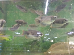 Osphronemus laticlavius