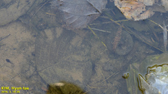 Hynobius quelpaertensis