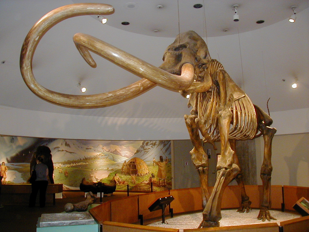 Photos Of Imperial Mammoth Mammuthus Imperator Inaturalist
