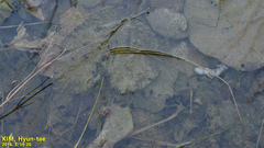 Hynobius quelpaertensis