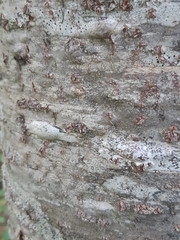 Abies balsamea image
