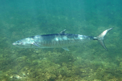Spanish Mackerel