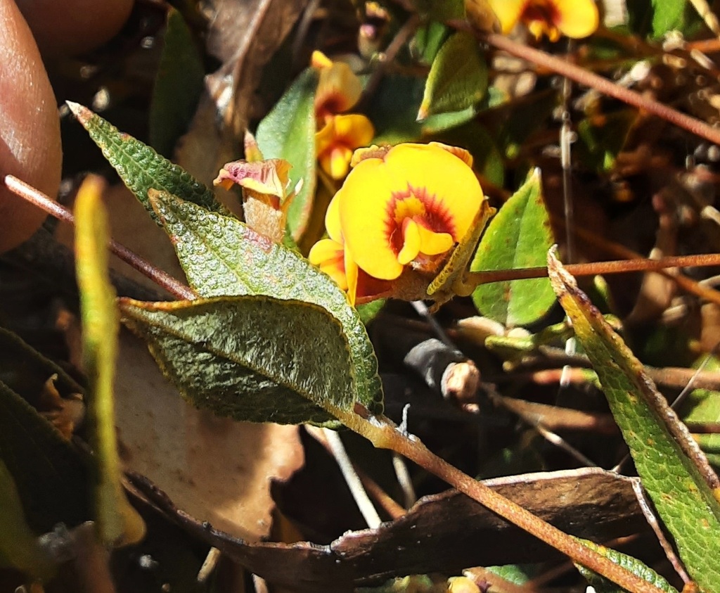 Mirbelia platylobioides