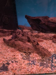 Oxyeleotris marmorata