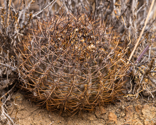 Eriosyce limariensis