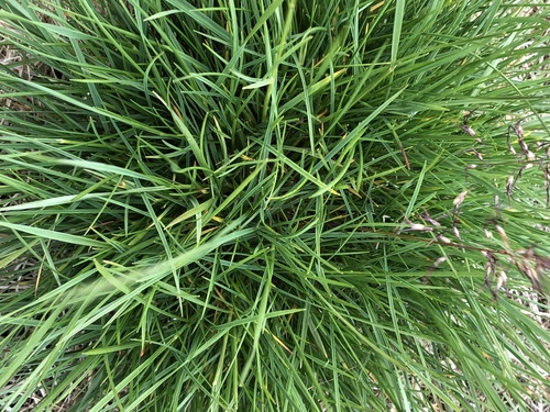 Poa alpigena, 2023-09-10